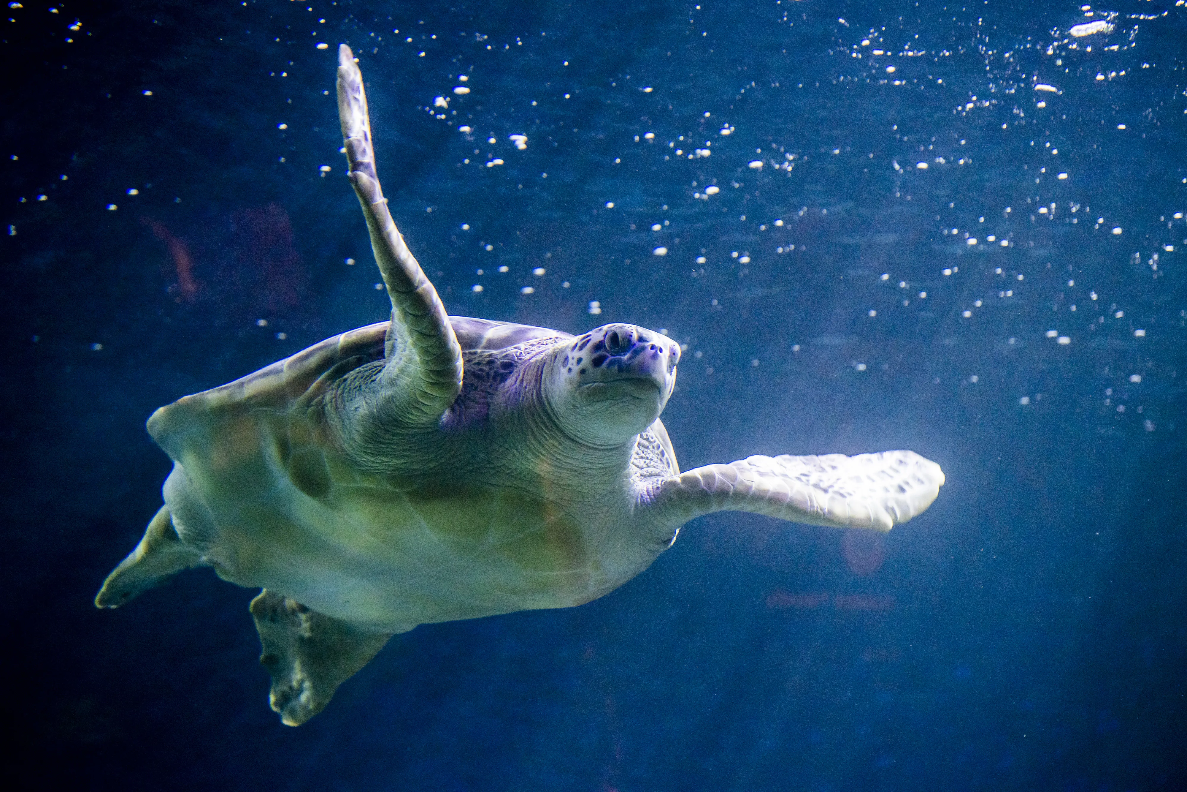 SEA LIFE Blackpool (1)