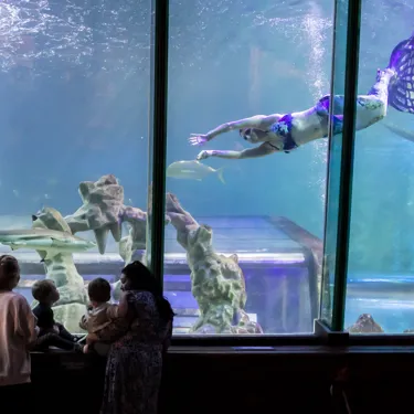 AD Sealife 013