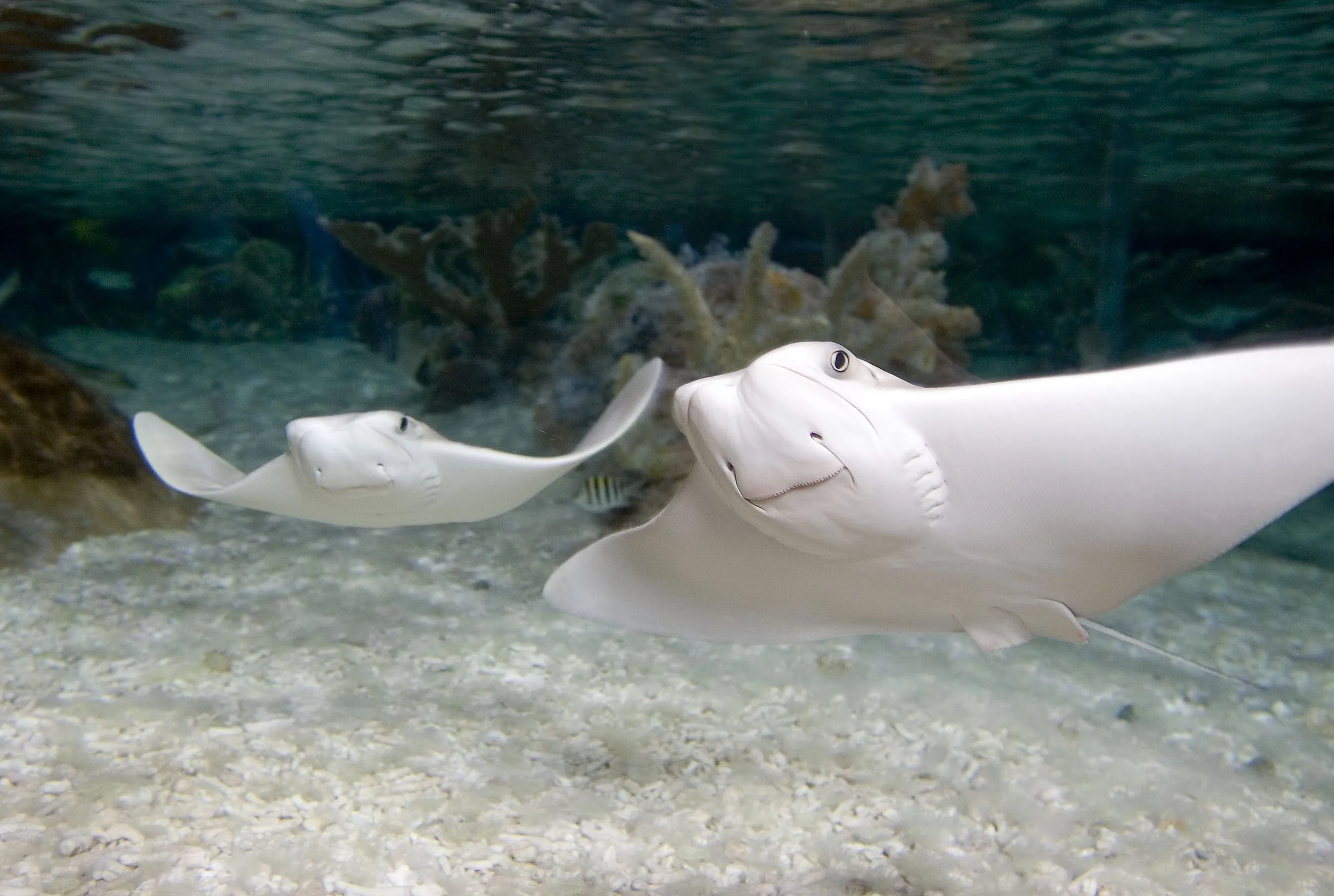 Cow Nosed Rays