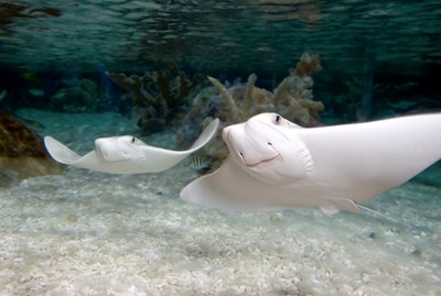Cow Nosed Rays