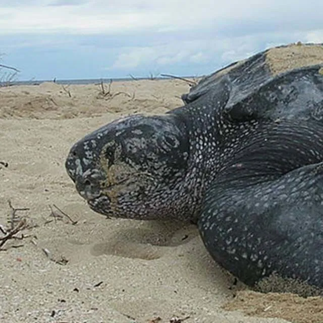 Leatherback Sea Turtle Tinglar