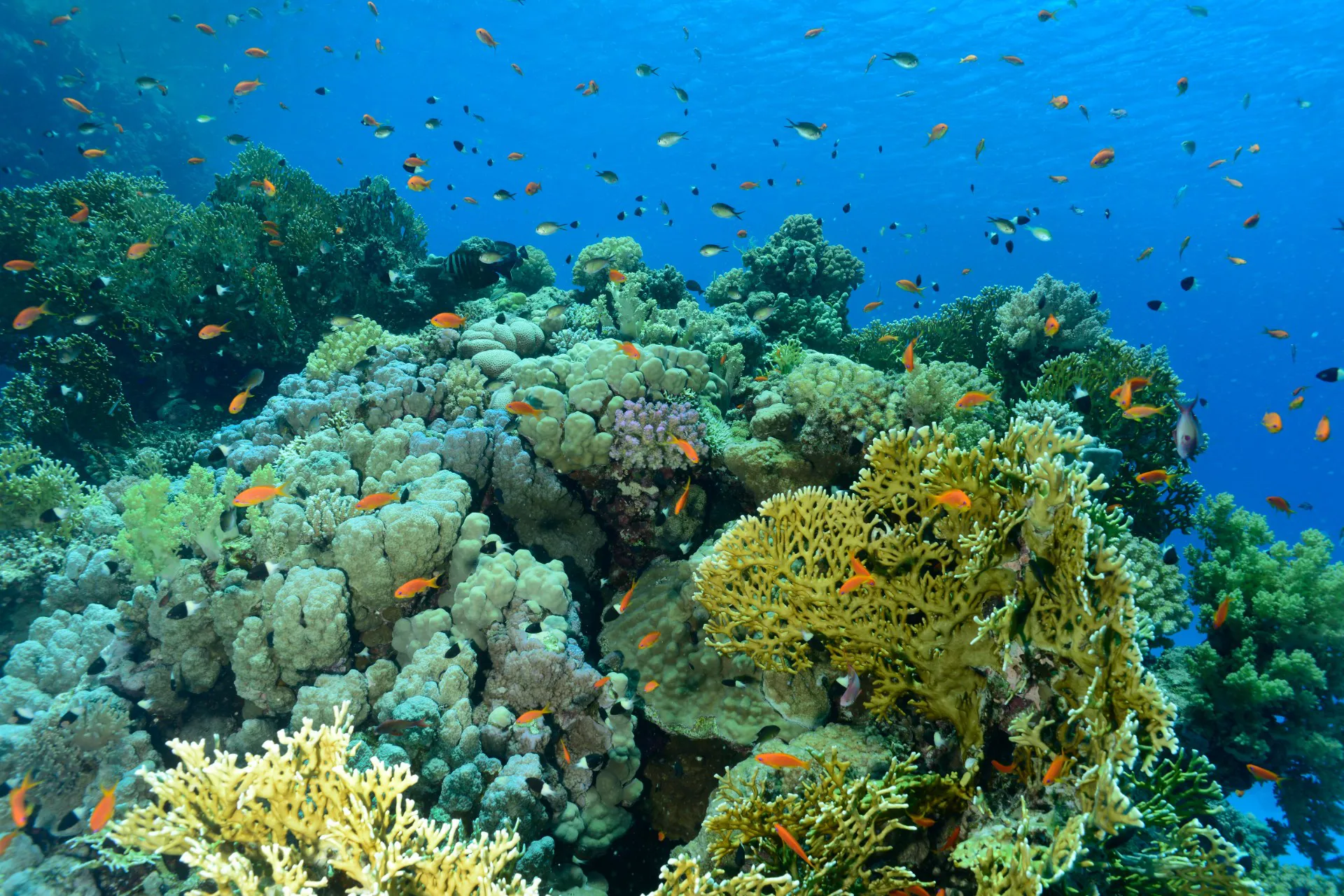 Coral reefs