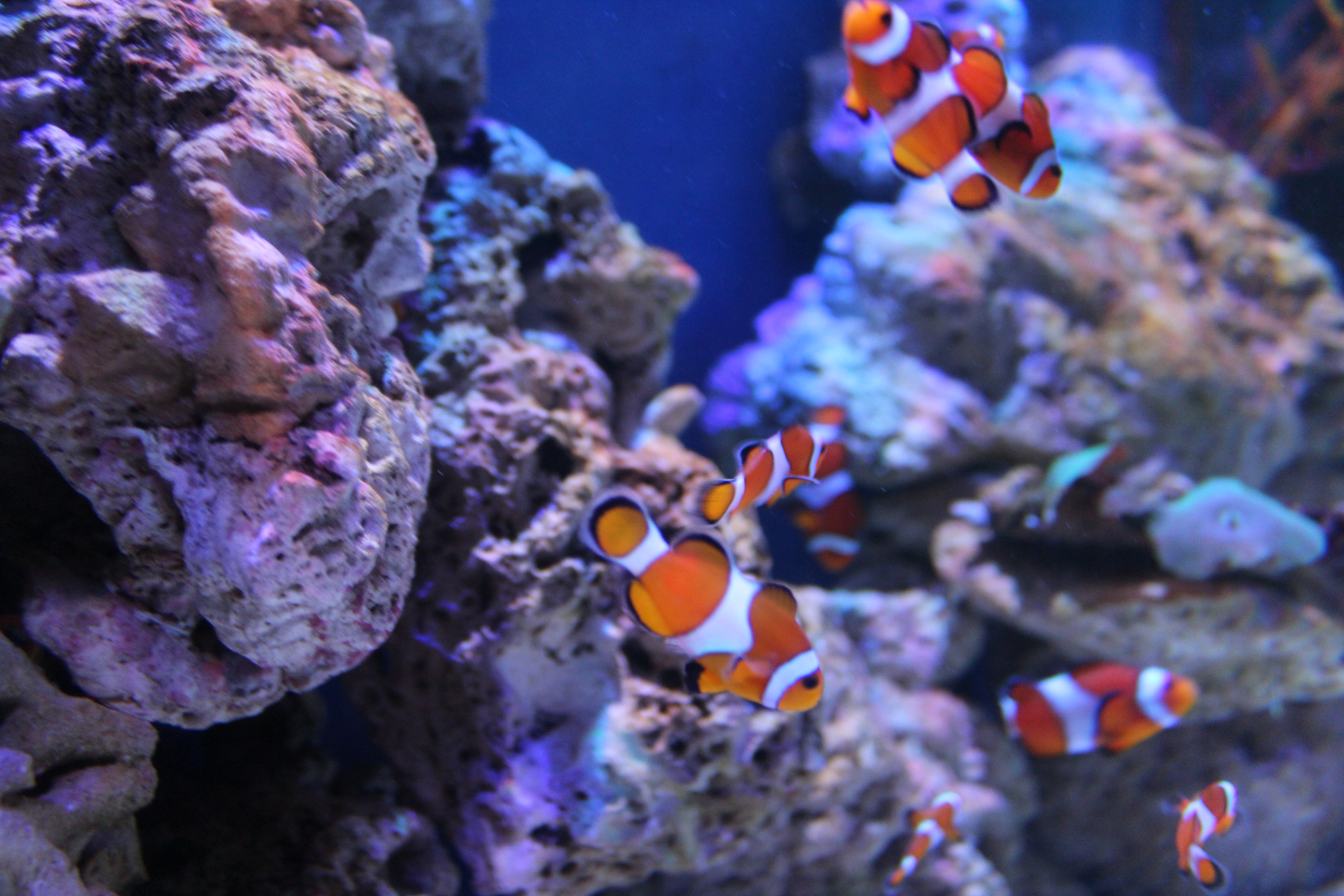 Clownfish Multiple