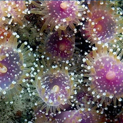 Jewel Anemone
