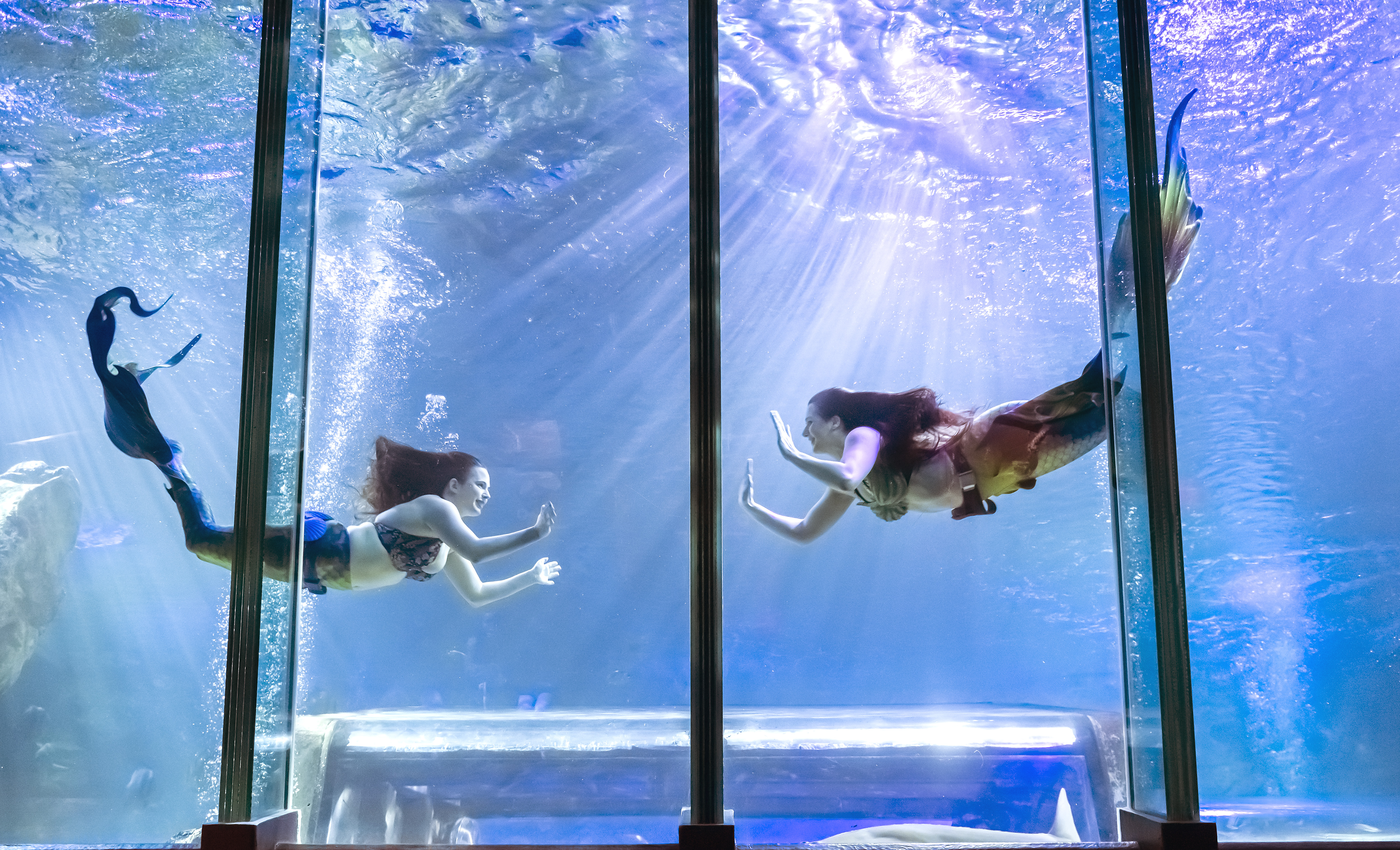 Performance mermaids swimming in SEA LIFE Blackpool Ocean display