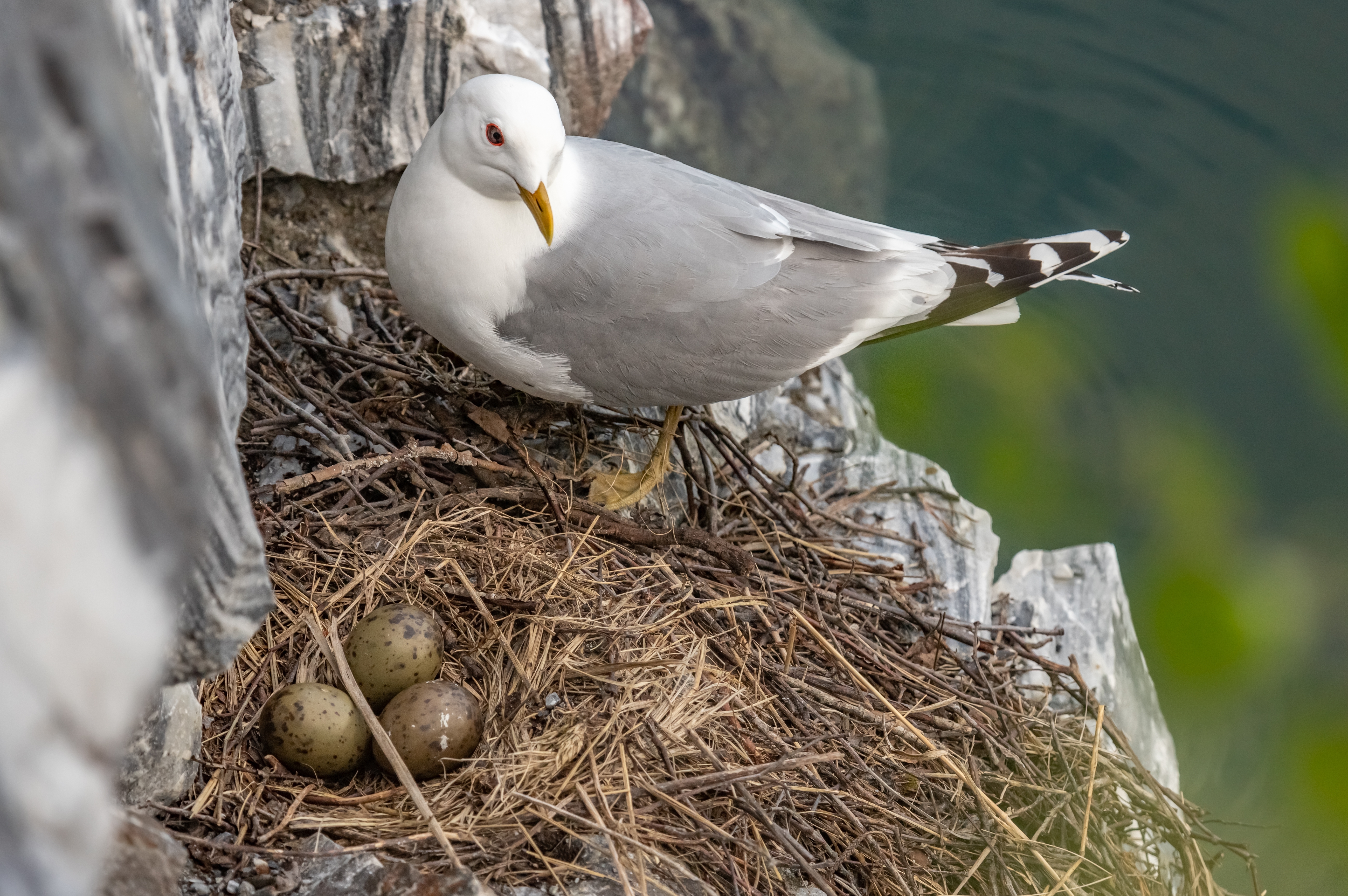 Seagull nesting on cliff edge