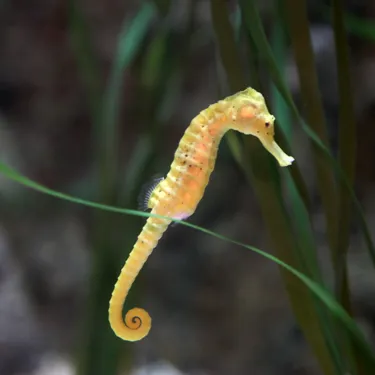 Seahorse