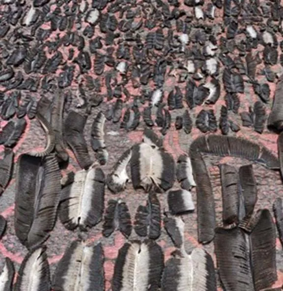 Drying Mobula Manta Gill Rakers