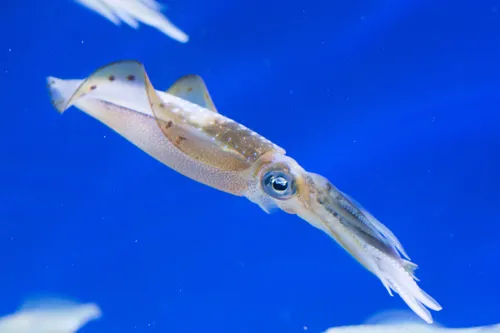 Squid swimming in the ocean