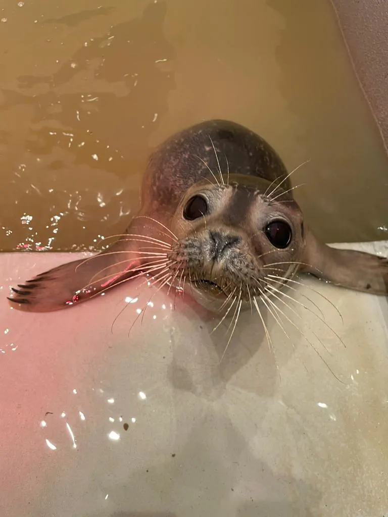 Seal 4