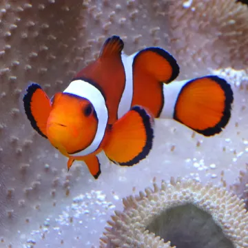 Clownvis Website Mosaic Vierkant