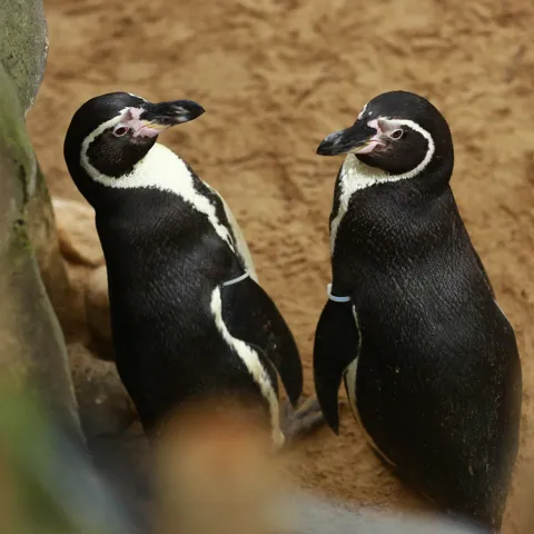 Pinguins