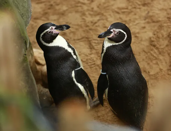 Pinguins