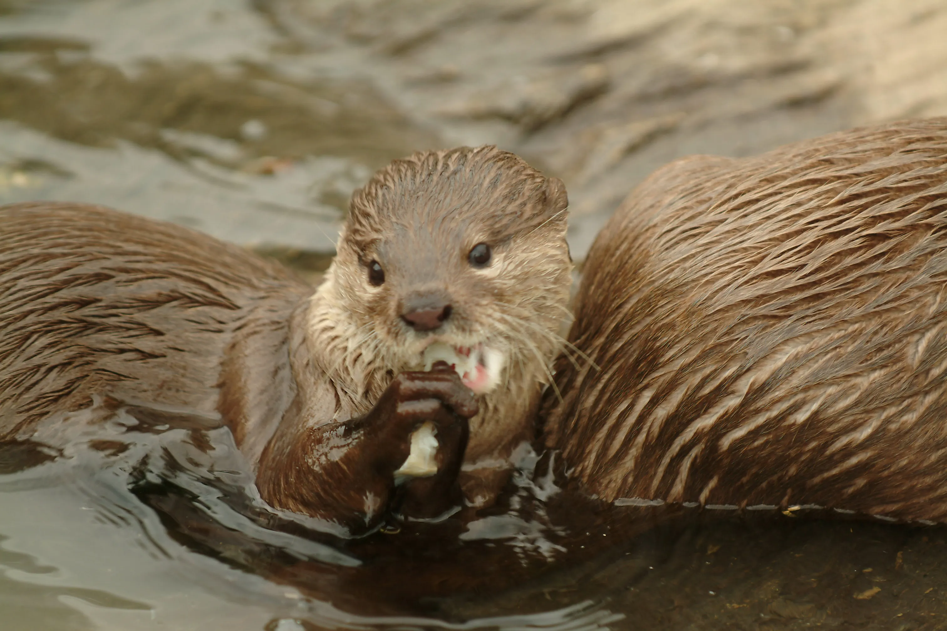 6483 Otter Eating