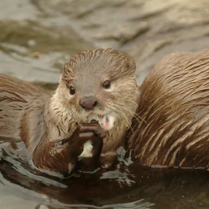 Otters