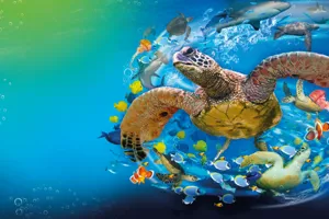 Turtle Event (1)