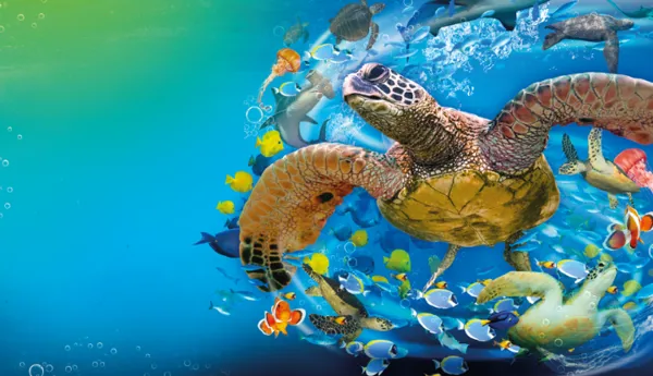 Turtle Event (1)