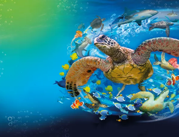 Turtle Event (1)