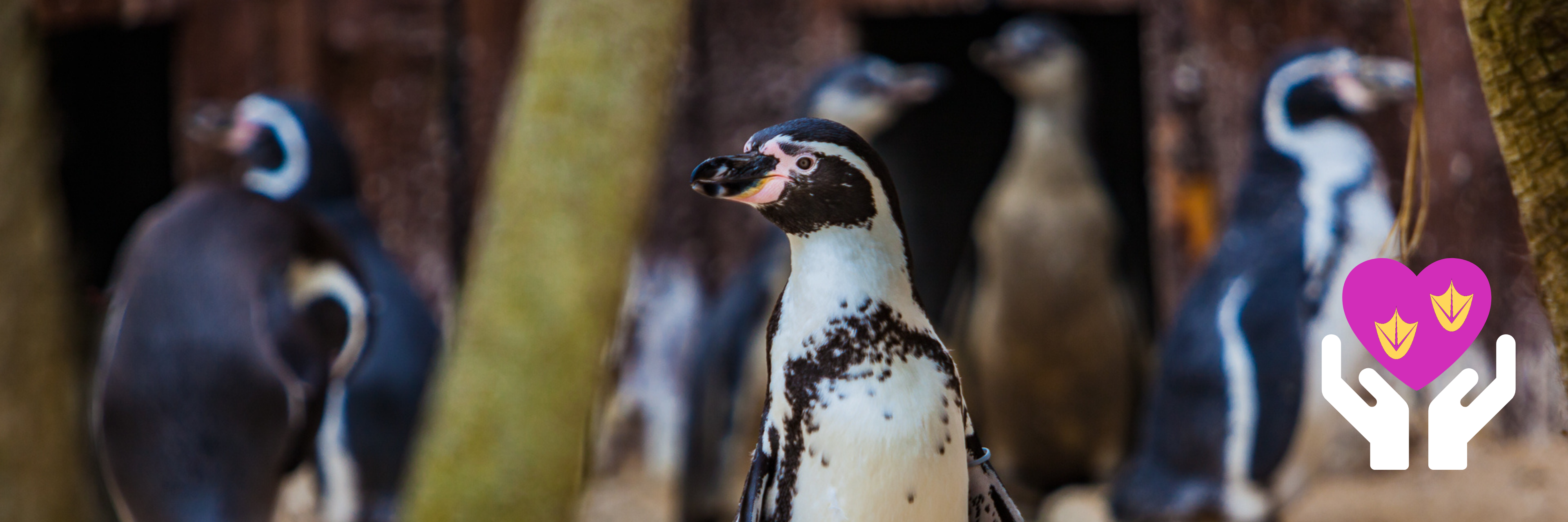 3 1 Website Adopt Pinguin