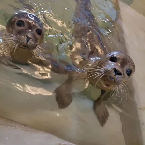 Website 1280 X 1280 Zeehonden