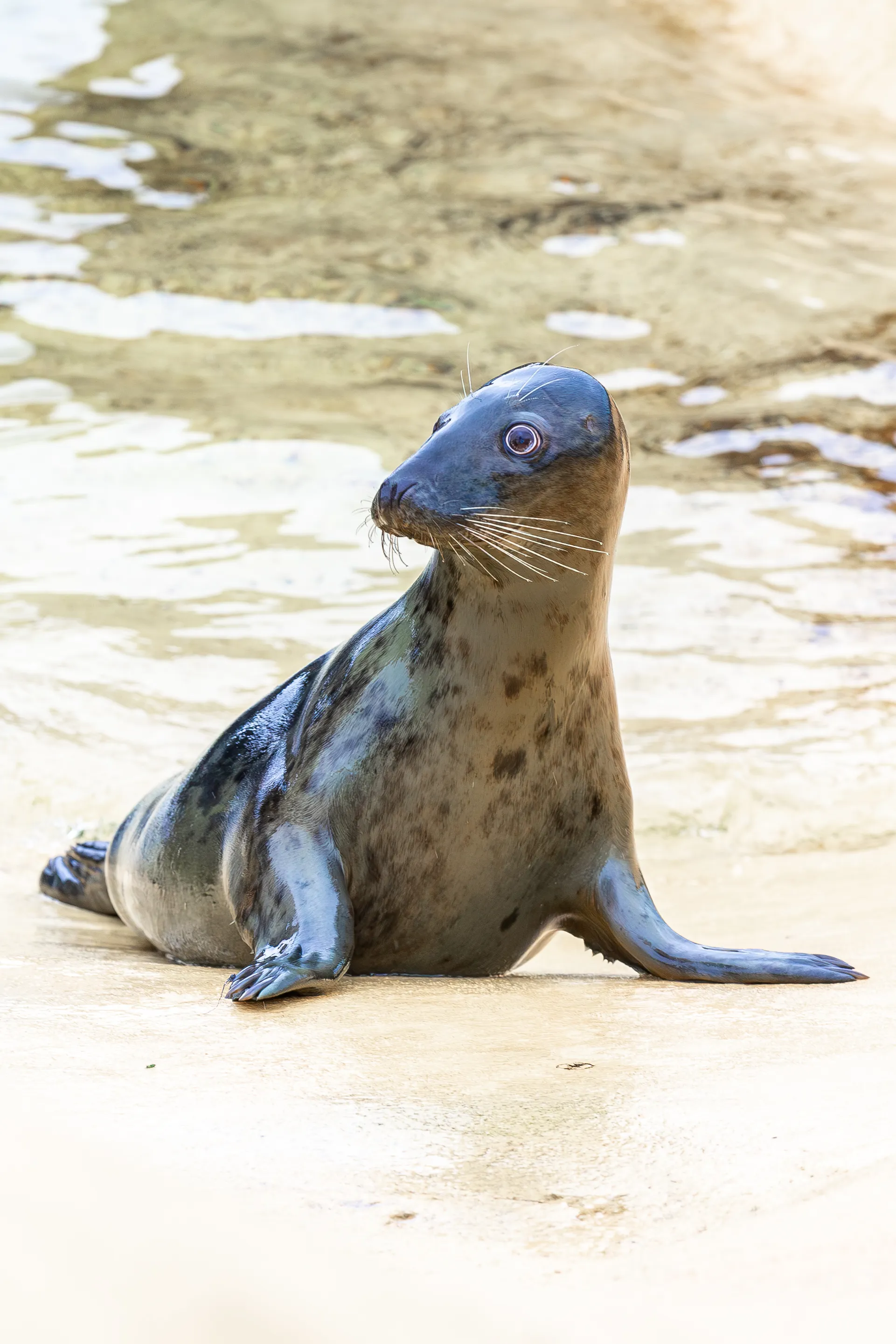 Zidis Merlin Entertainments Belgium Sealife Postkaarten Foto 26