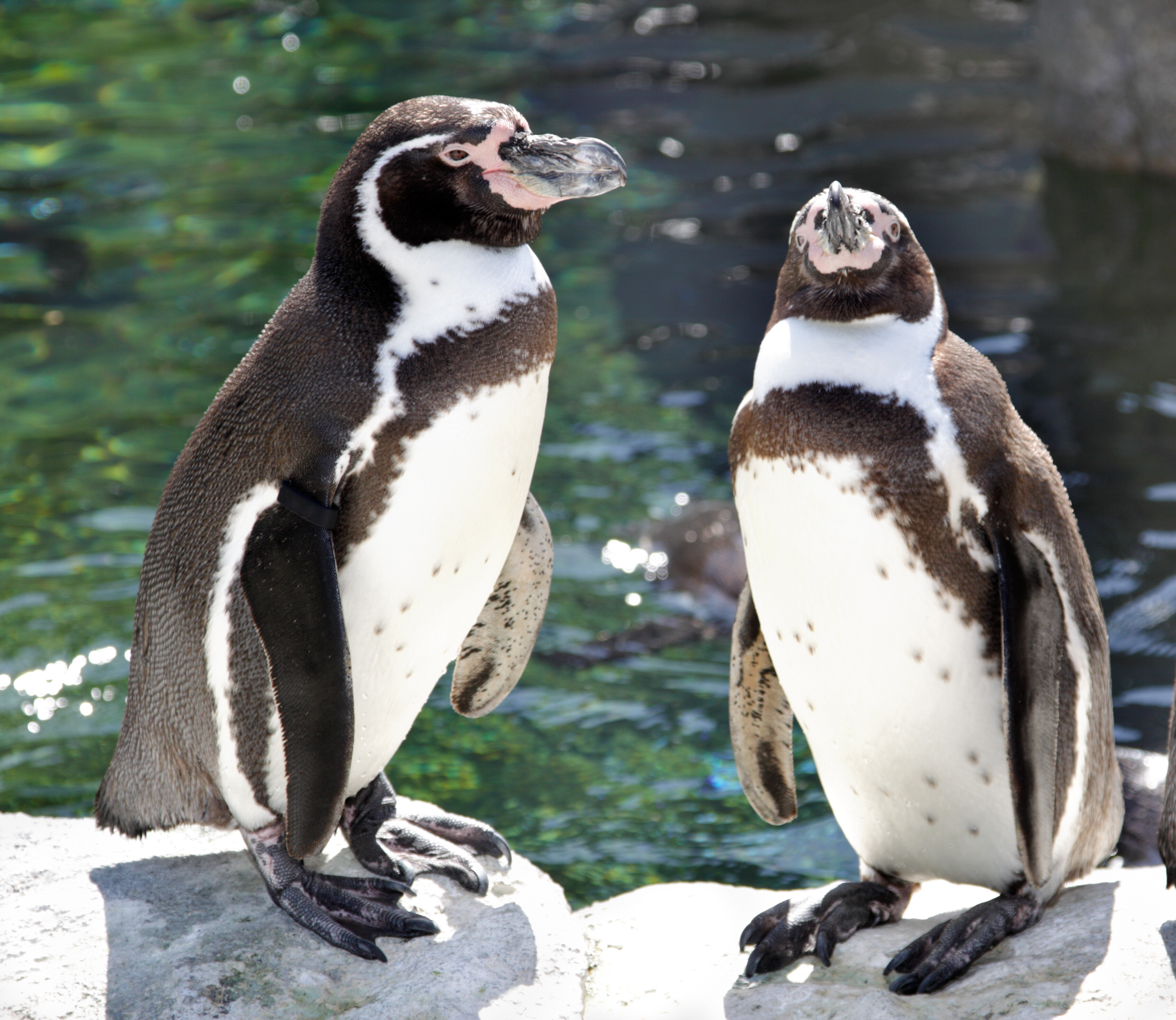 Twee Humboldt pinguins