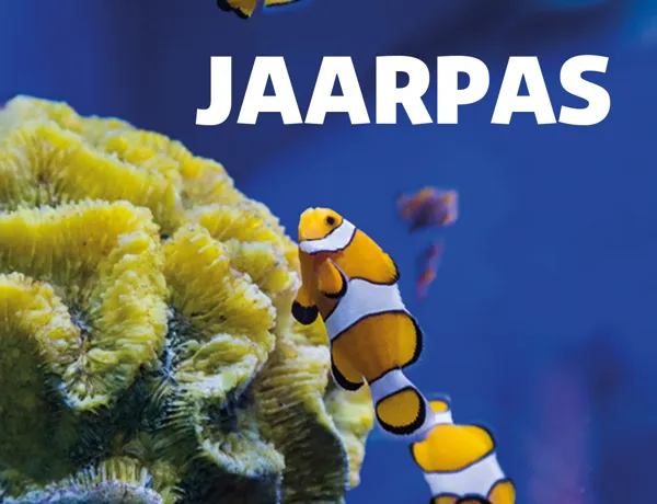 Website 1280 X 1280 JAARPAS