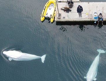 SEA LIFE Trust Belugas