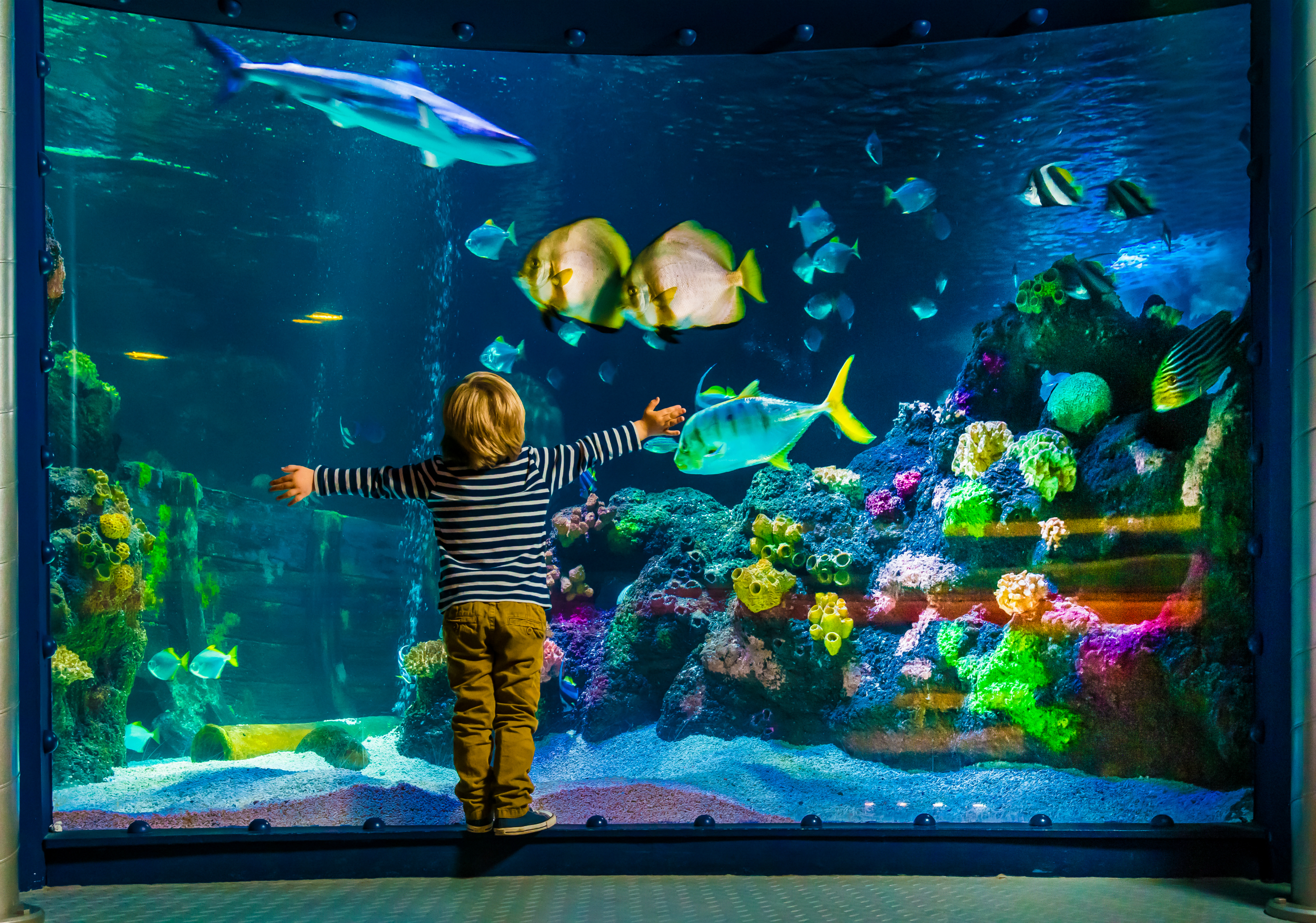 Child In Front Of  SEA LIFE Aquarium