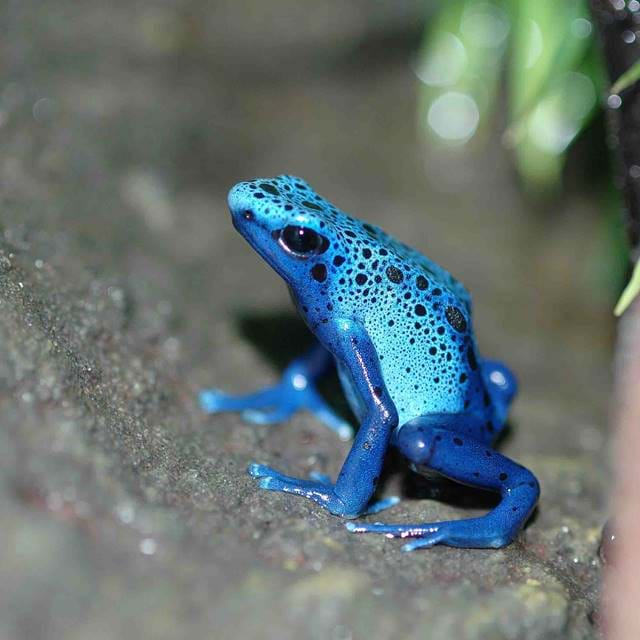 Blue Poison Dart frog