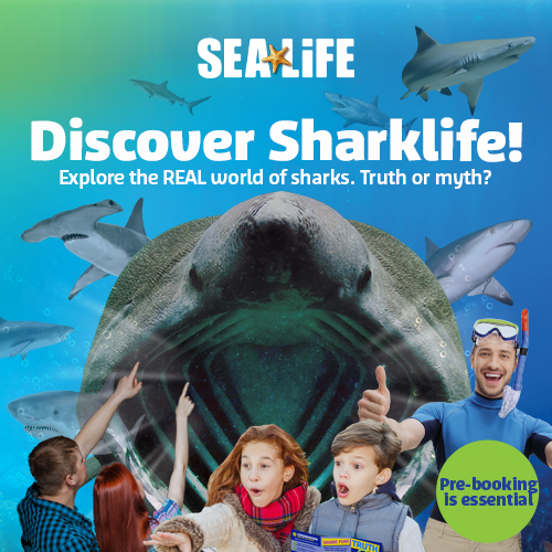 Sealife Sharks Social Banners Artwork 500X500