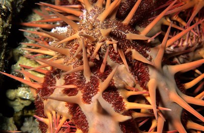 Giant Spiny Starfish