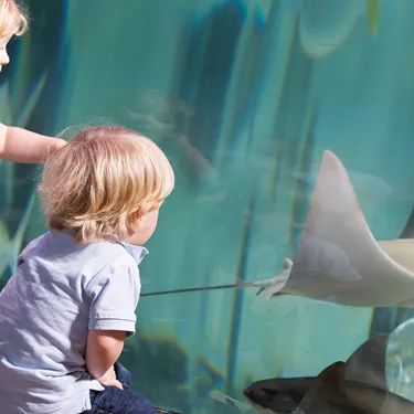 Children And Cownose Ray