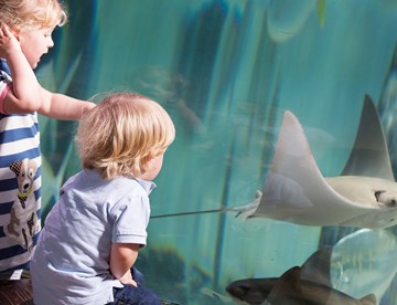 Children And Cownose Ray