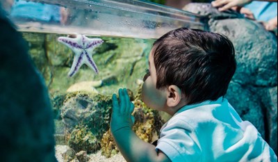 Boy And Starfish at SEA LIFE