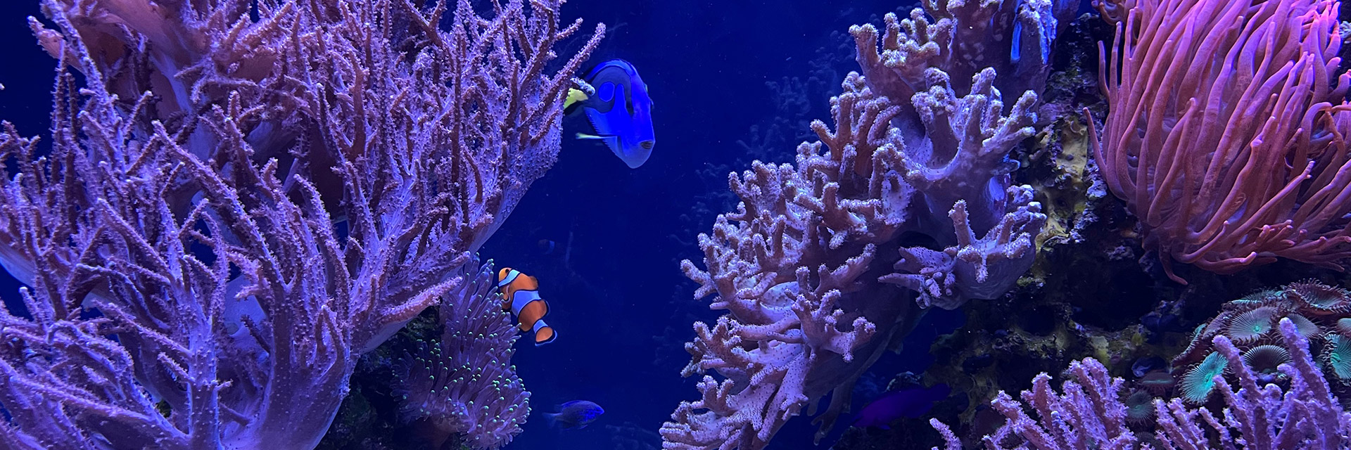 Ocean Tank Fish