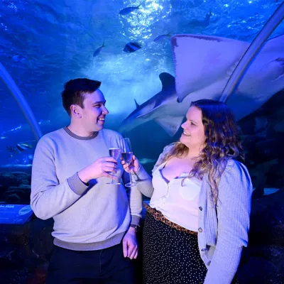 Dinner Date experience in the ocean tunnel SEA LIFE