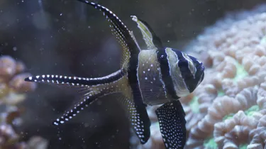 8438 Banggai Cardinalfish Pterapogon Kauderni
