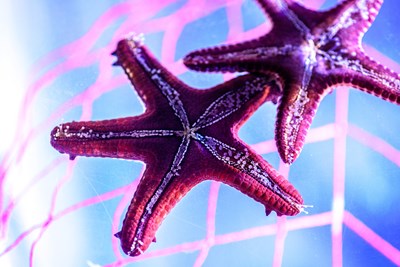 Pink Starfish at SEA LIFE