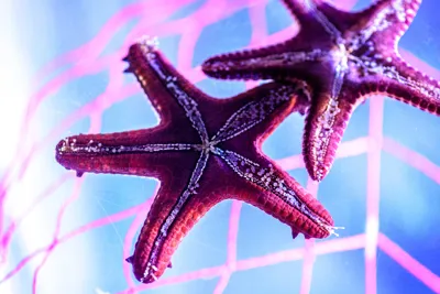 Pink Starfish at SEA LIFE