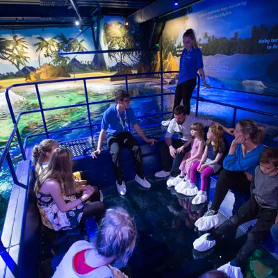 Guests on the glass bottom boat at SEA LIFE Brighton