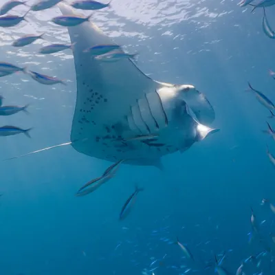 FLIGHT OF THE MANTAS FILM STILLS 5
