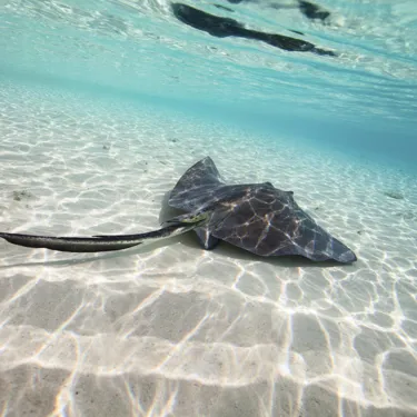 Stingray on the sea bed at SEA LIFE Brighton