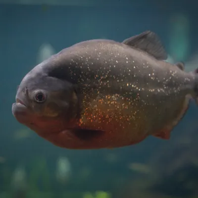 Piranha