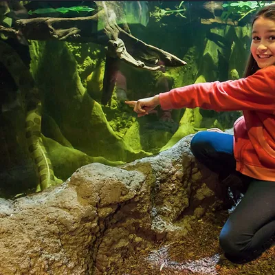 Child spotted the anaconda at SEA LIFE Brighton