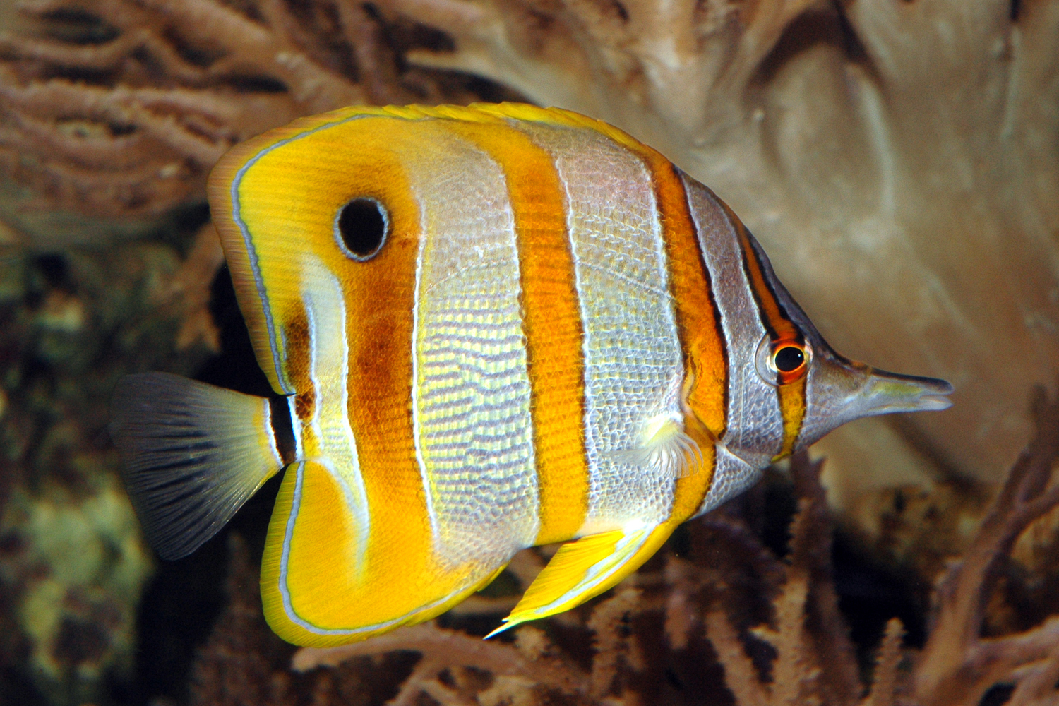 Copperbanded Butterfly Fish