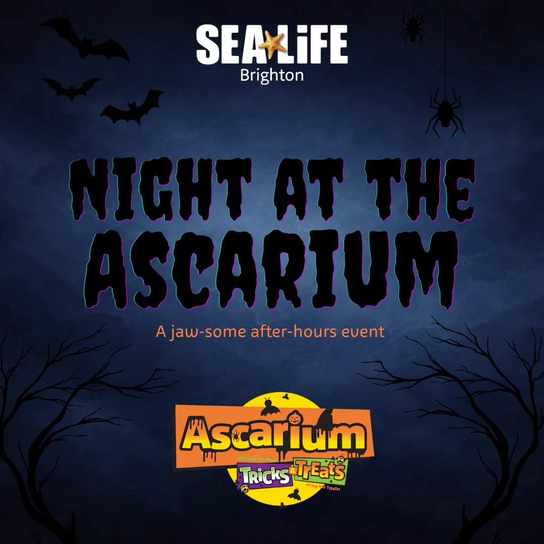 Night At The Ascarium Square