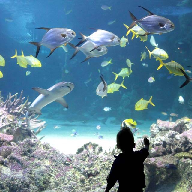 Child in front of a fish tank
