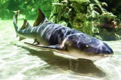 Nurse Sharks at SEA LIFE Brighton