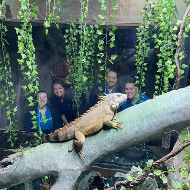 Iguana, Eugene